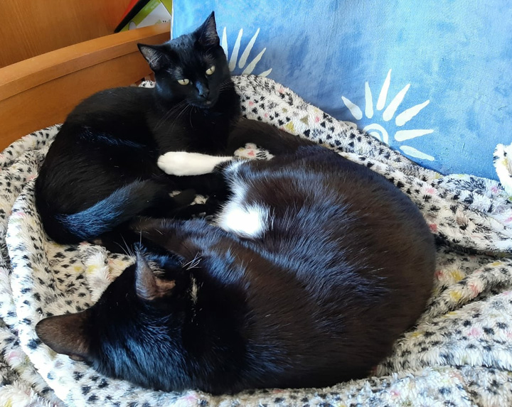 Filetto - Apr 2020 (7)