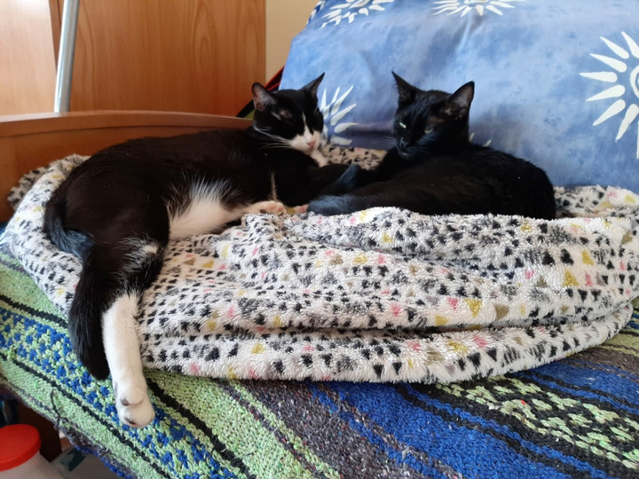 Cats in Sun Jul 2020 (1)