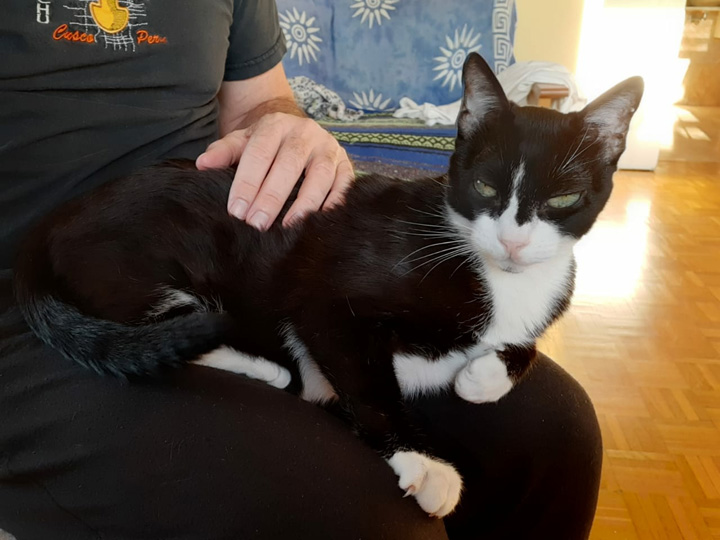 Cats in Sun Jul 2020 (2)