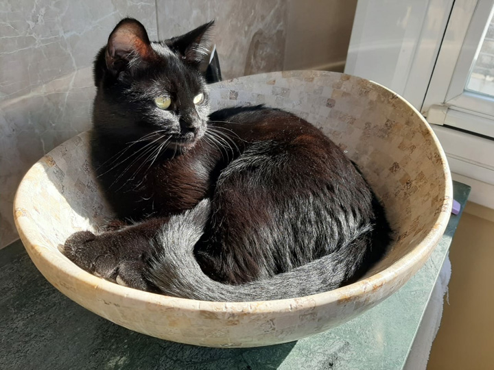 Cats in Sun Jul 2020 (4)