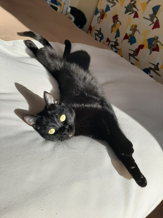 Lola on bed in sun - May 2020