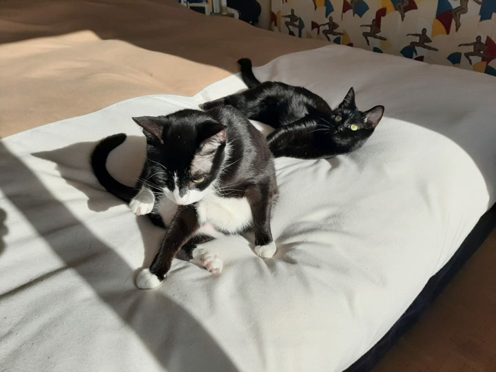 Rocky and Lola - May 2020