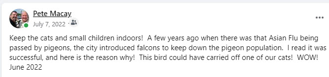 2022-07-07 Huge Falcon 001