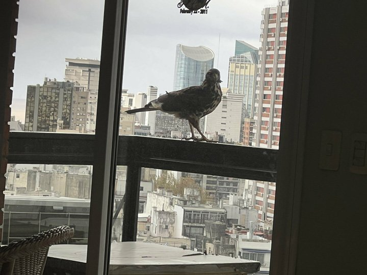 2022-07-07 Huge Falcon 004