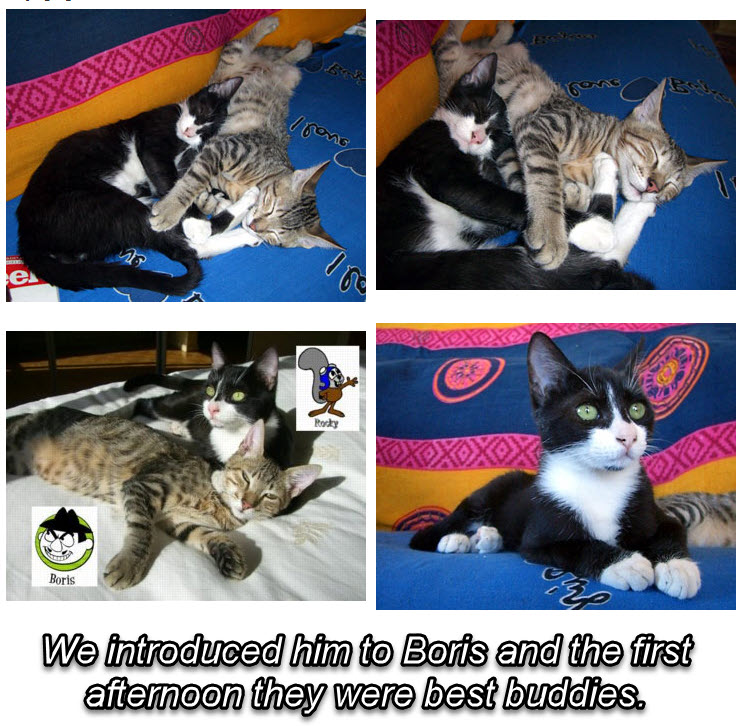 2024-08-08-RockyPassesOverTheRainbowBridge-06