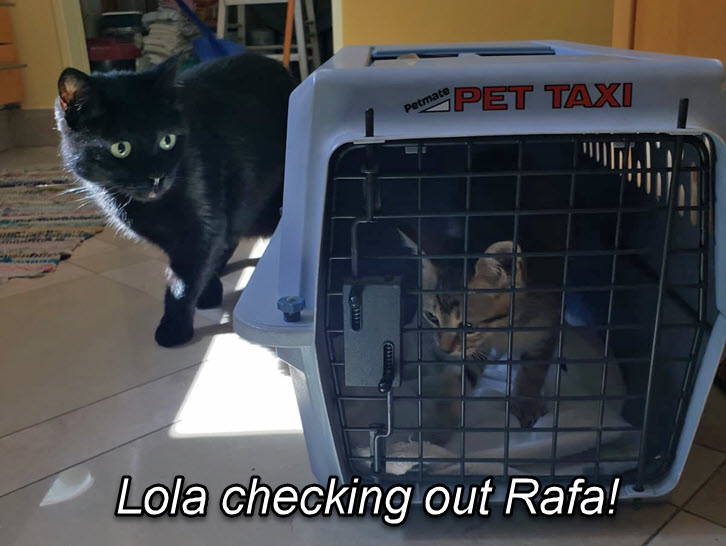 2024-10-01-AdoptingRafa-06