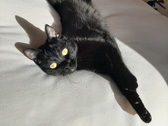 Lola on bed in sun - May 2020-Tiny