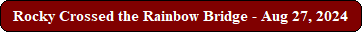 Rocky Crossed the Rainbow Bridge - Aug 27, 2024