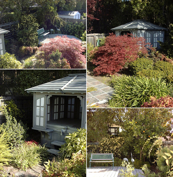 029 - At maturity it was more like a Japanese Jungle