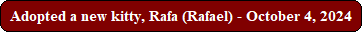 Adopted a new kitty, Rafa (Rafael) - October 4, 2024