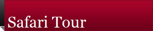 Safari Tour