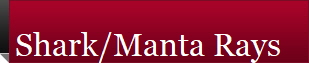 Shark/Manta Rays