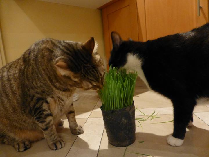 SushiNight-Jun-3-2017-8